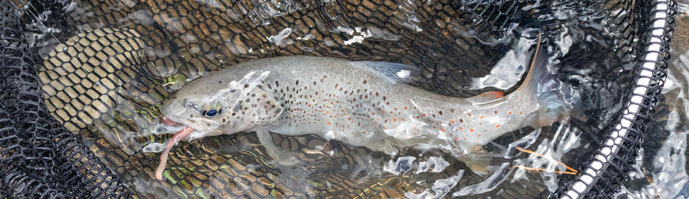 Guide du pêcheur 2023 - Fédération de pêche des Alpes de Haute-Provence